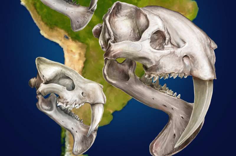 Extraordinary fossil find reveals details about the weight and diet of extinct saber-toothed marsupial
