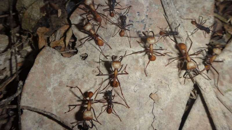 Extreme temperature tolerance of army ants could inform how animal populations will respond to changing climates