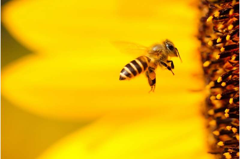 Facing external threats, bees may get help from internal organisms