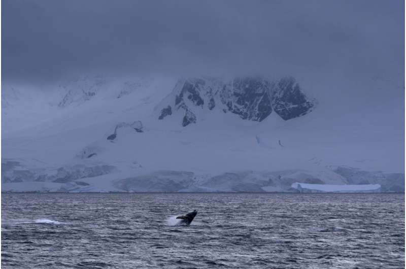 Factory fishing in Antarctica for krill targets the cornerstone of a fragile ecosystem