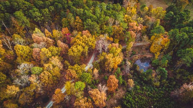fall trees from above