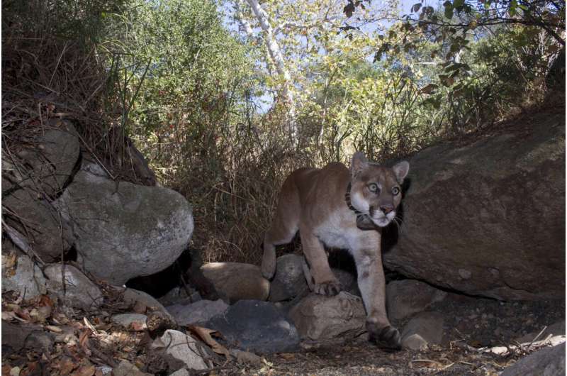 Famed LA mountain lion's death shines light on tribal talks