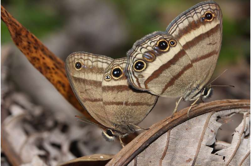 Family tree of 'boring' butterflies reveals they're anything but