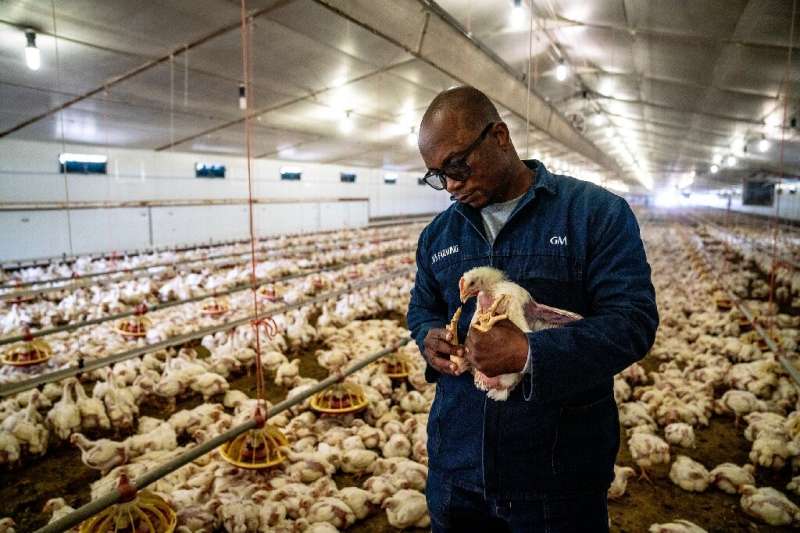 Farm manager Gary Mbundire says thousands of his chickens died in January when ventilation failed at the height of summer