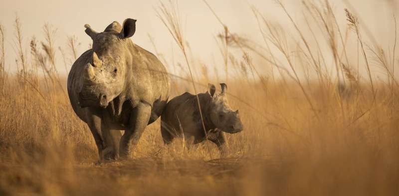 Farmed rhinos will soon 'rewild' the African savanna