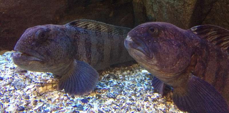 Farmed wolffish could be on your plate in the future