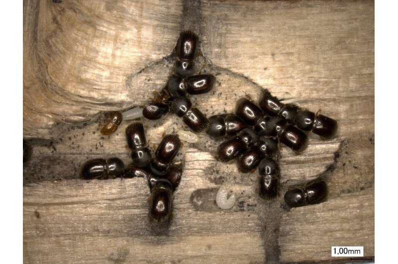 Farmer' beetle finds suitable host trees by tracing scent of its fungus crop