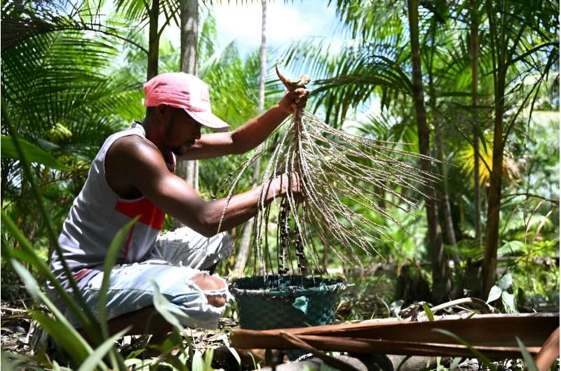 Farmer Jose Santos Diogo harvests berries from an acai palm tree at his plantation in Abaetetuba, Para State