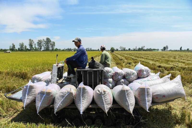 Los agricultores conducen un camión que transporta bolsas de arroz en un campo en Can Tho