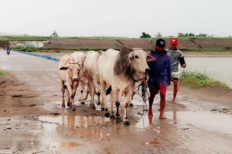 Farmers take their cattle to a safer place in Isabela province, north of Manila on July 25, 2023, as Super Typhoon Doksuri heads towards