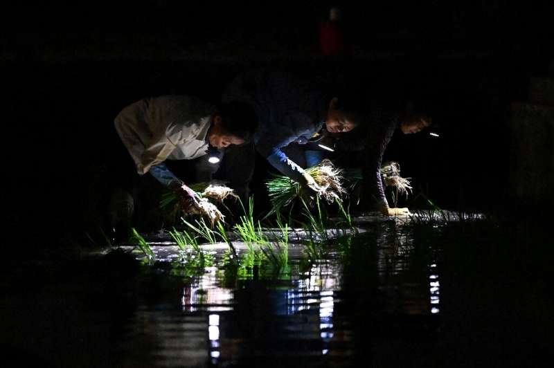 Farmers plant rice in fields outside Hanoi at night as they try to beat a looming heatwave, a practice that is becoming more com