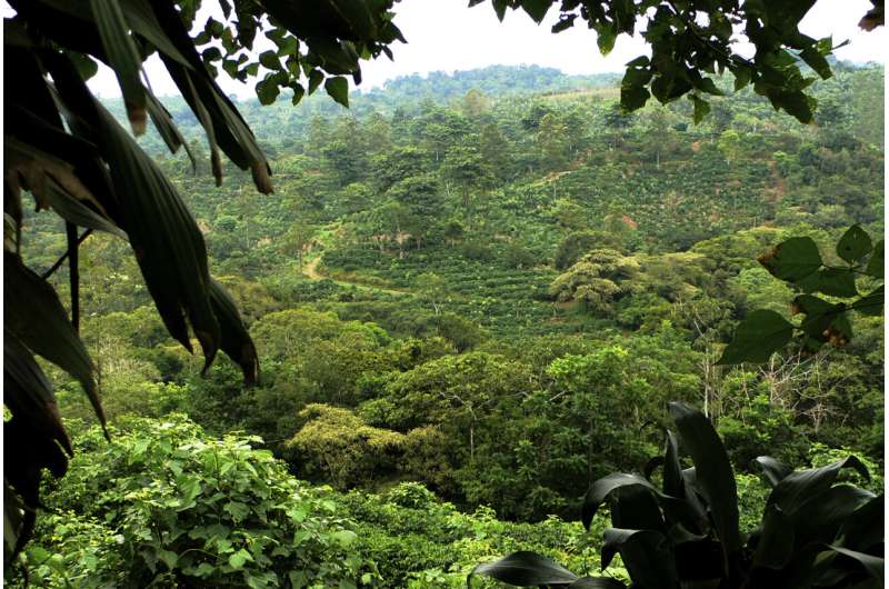 Granjas con características paisajísticas naturales ofrecen santuario a algunas aves de la selva tropical de Costa Rica