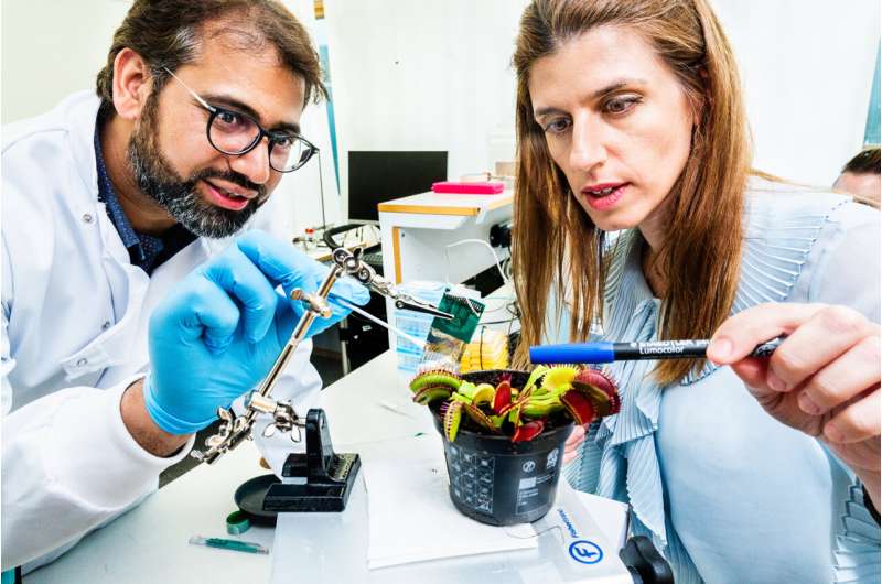 Fast electrical signals mapped in plants with new bioelectronic technology