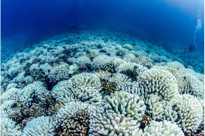 Постижение скрытых волн тепла, угрожающих коралловым рифам
