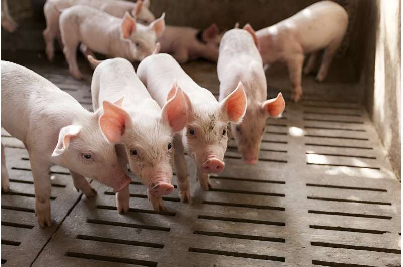 FDA will pull vet drug used in pork industry over cancer concerns for humans