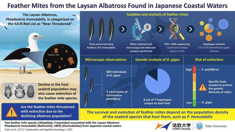 Feather mite species related to the Laysan albatross discovered in Japan