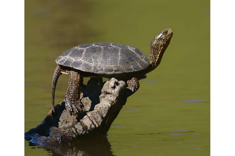 Feds propose protections for turtles that nearly went extinct in Washington state