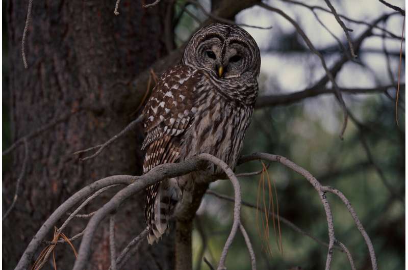 Feds propose shooting one owl to save another in Pacific Northwest