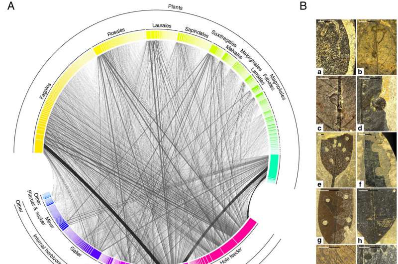 Feeding traces on fossil leaves help researchers identify factors leading to enormous herbivore diversity