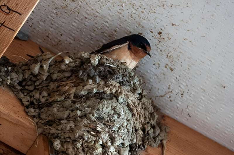 Female barn swallows prioritize the needs of their offspring over their own health