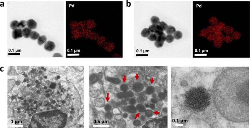 Fighting cancer with light, and a drug that self-assembles into nanoparticles