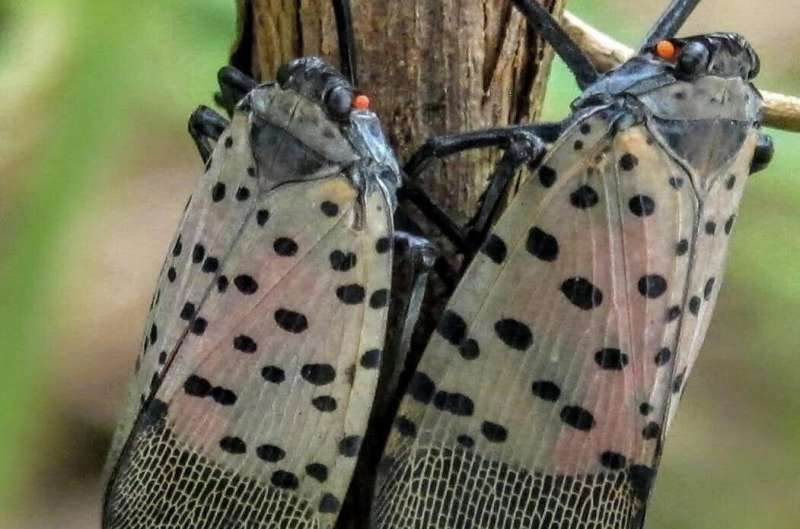 Fighting the spread of the spotted lanternfly with a new data science tool