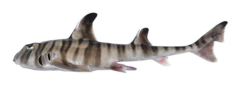 Fin-tastic find: new species of Australian shark