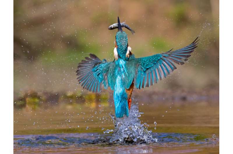 Finding the genes that help kingfishers dive without hurting their brains