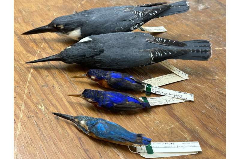 Finding the genes that help kingfishers dive without hurting their brains