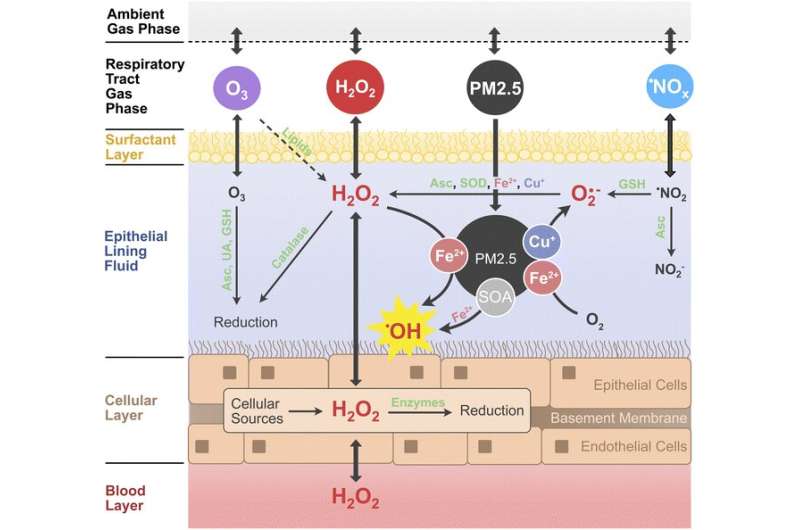 Fine particulate matter catalyzes oxidative stress in the lungs