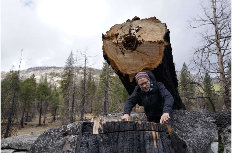 Fire, other ravages jeopardize California’s prized forests