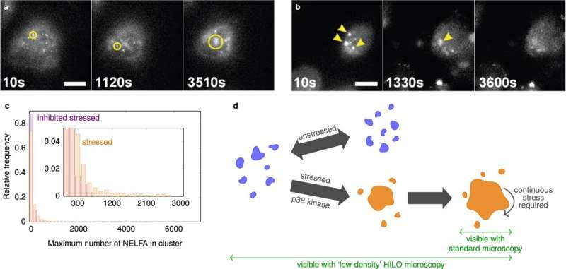 First accurate data on dynamic molecular aggregates in cells