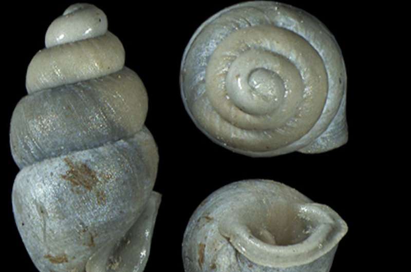 First fossil record of thorn snails in the southern United States