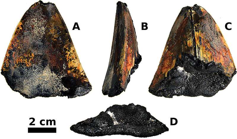 First in situ documentation of a fossilized megalodon tooth in the deep sea
