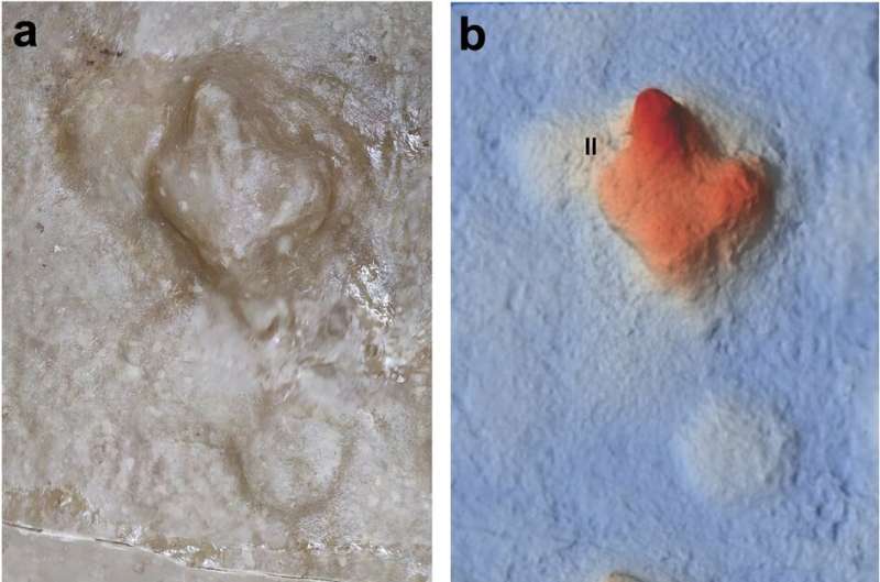 First known and well-preserved terror bird footprints found in Argentina