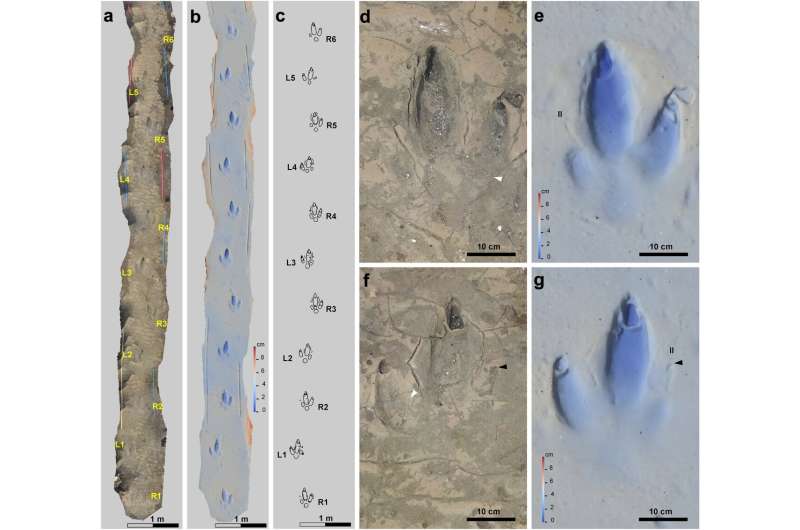 First known and well-preserved Phorusrhacidae footprints found in Argentina