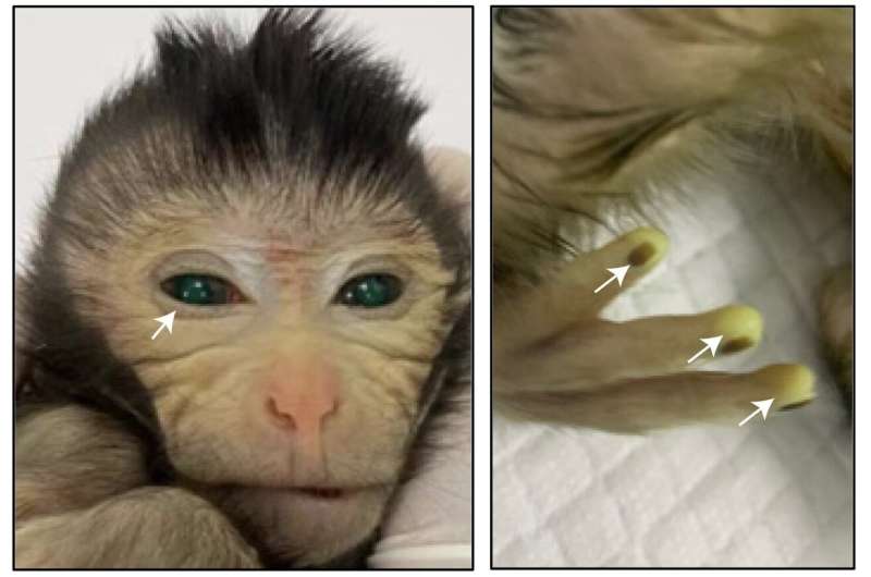 First live birth of a chimeric monkey using embryonic stem cell lines