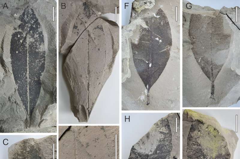 First macrofossil record of Calophyllum in Thailand reported