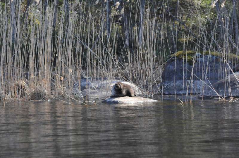 First Saimaa ringed seals successfully translocated within Lake Saimaa in Finland – Amalia and Tuukka are now catching fish in n