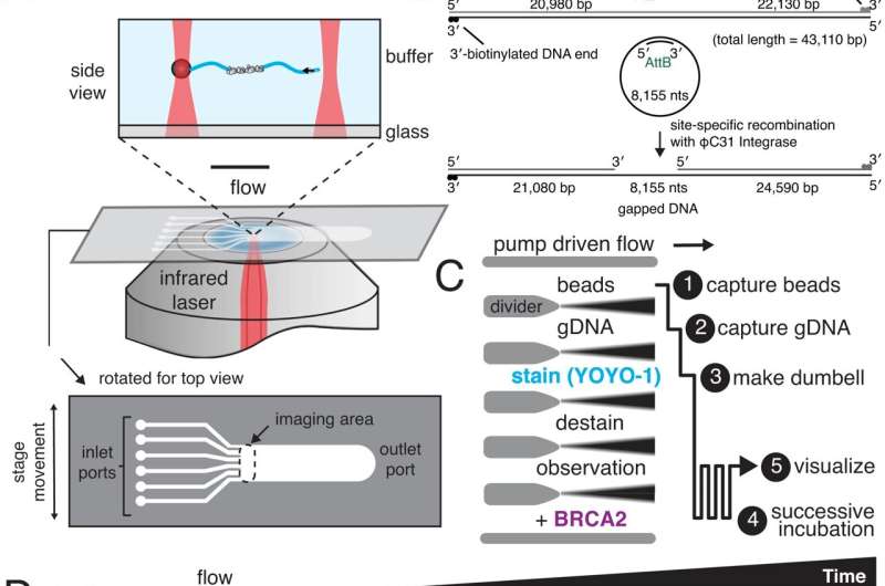 First single molecule microscopic visualization of the full-length human BRCA2 protein binding to DNA revealed