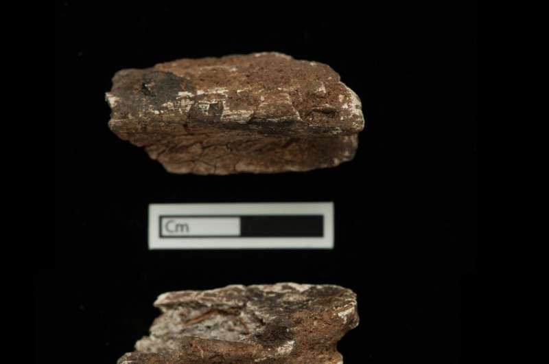 First solid scientific evidence that Vikings brought animals to Britain
