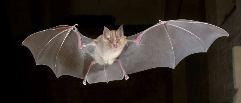 First stem cells from a bat species known to harbor SARS-CoV-2 could shed light on virus survival and molecular adaptability