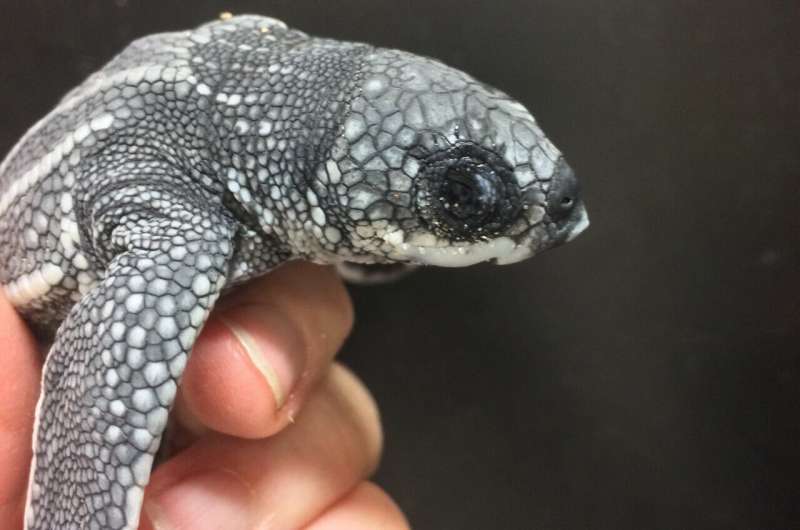 First U.S. study of nest temperature impacts on leatherback hatchlings