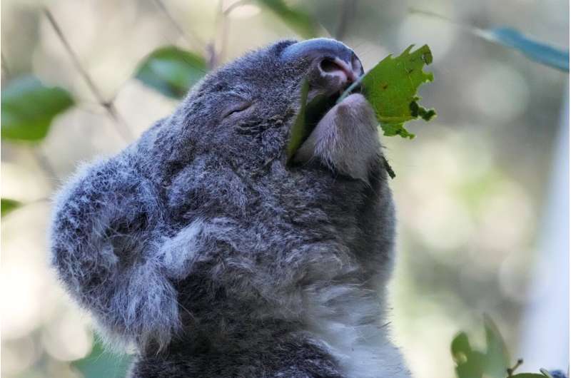 First wild koalas caught and vaccinated against chlamydia
