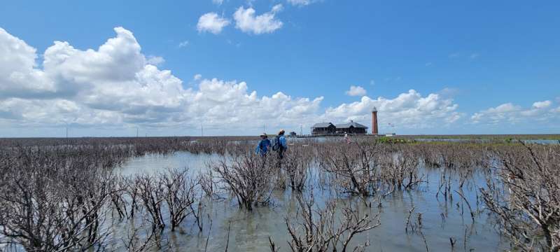 Firsthand fieldwork: Getting mangroves into coastal models for better climate prediction