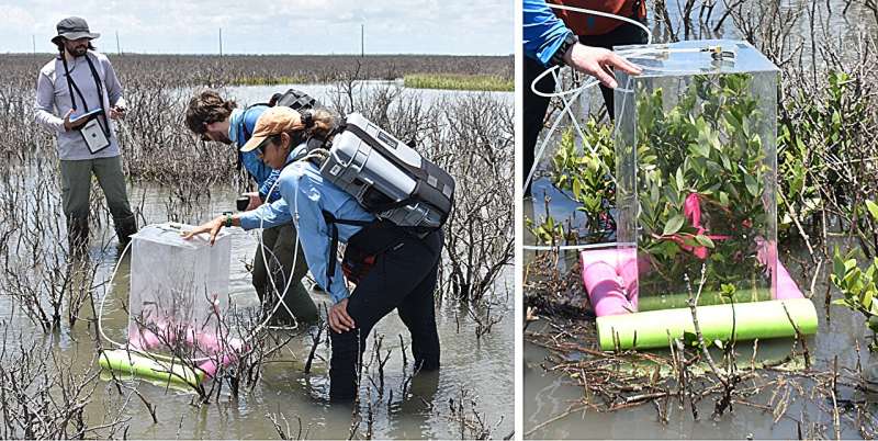Firsthand fieldwork: Getting mangroves into coastal models for better climate prediction