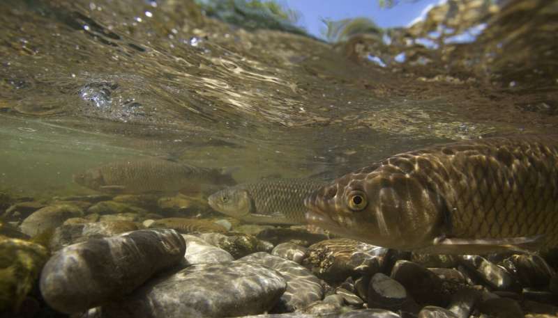 Fish diversity documented in Switzerland's rivers