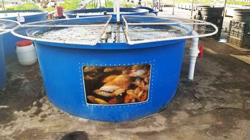 Fish farms can become biogas producers