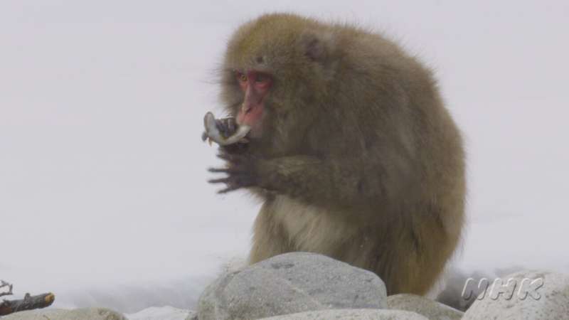 Fishing and eating behavior confirmed in Japanese macaques