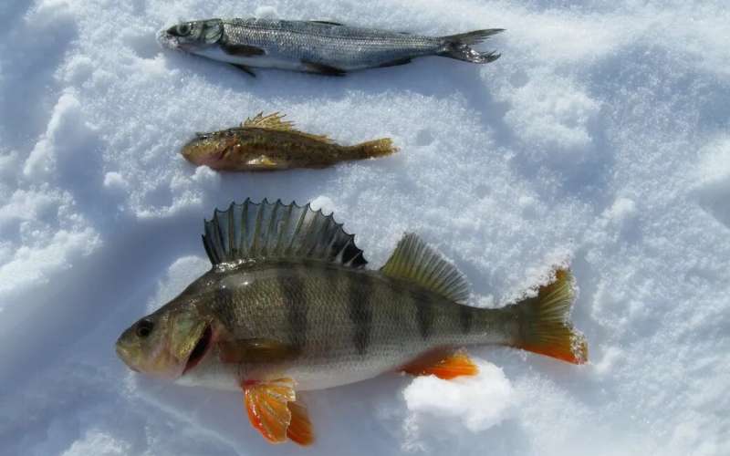 Fish mercury peaks in winter and near spawning, and reduces after growing season